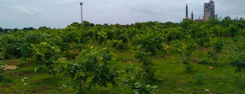 Afforestation project with young green trees near an industrial area