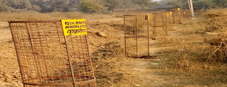 Tree protection cages installed for afforestation under Prism Cement